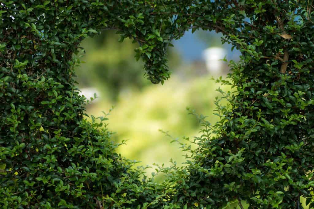 heart shaped foliage 