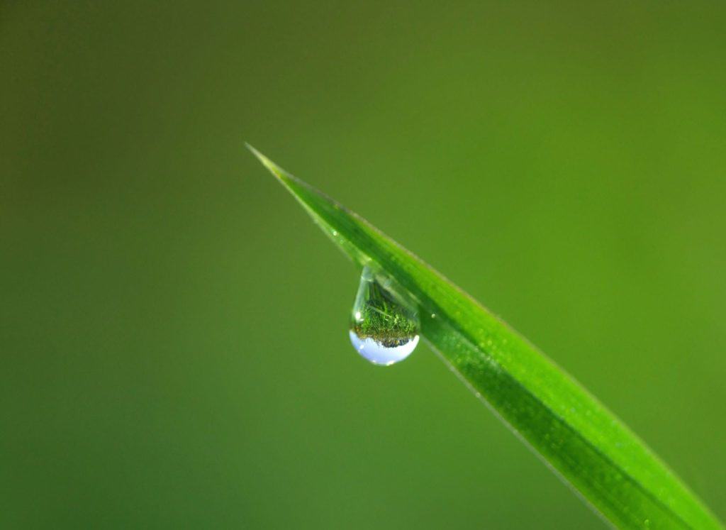 Dewdrop on leaf