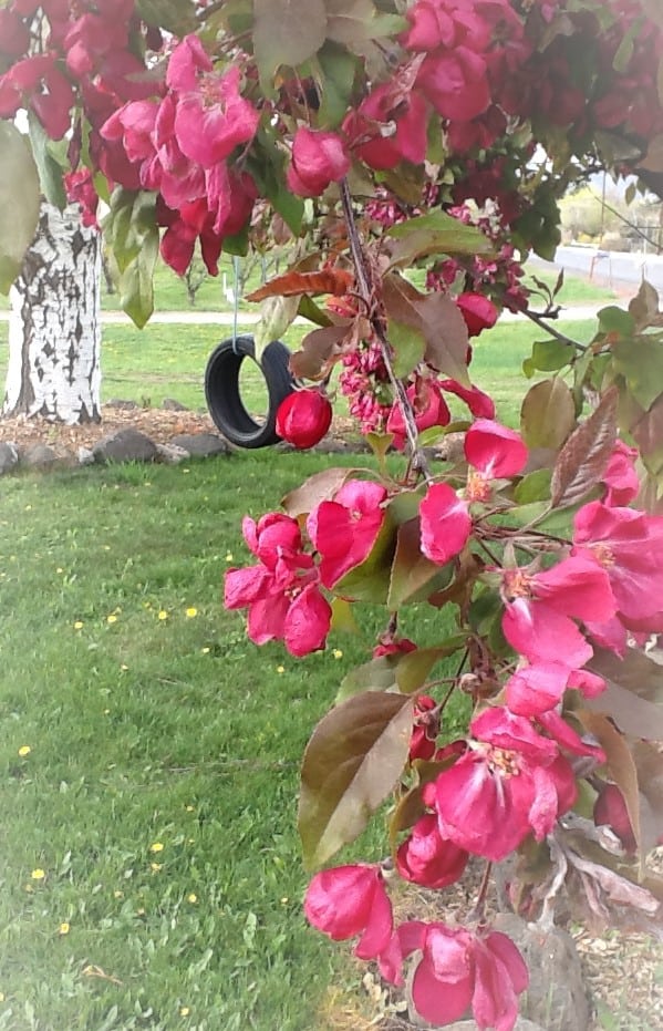 Beautiful Crabapple blossoms