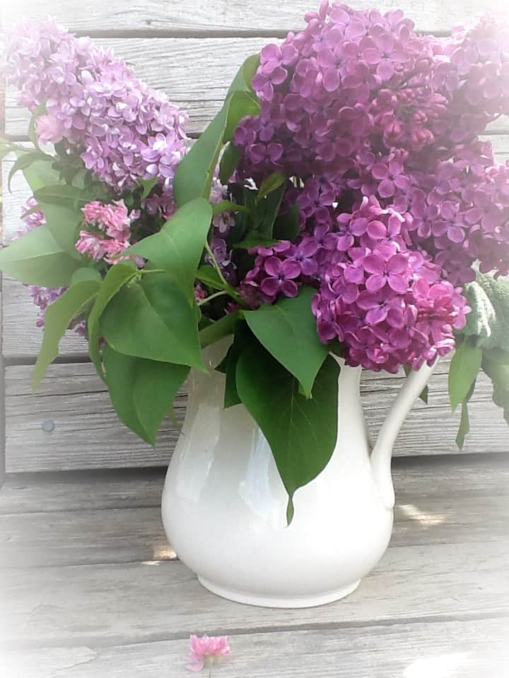 Lilacs of spring 
