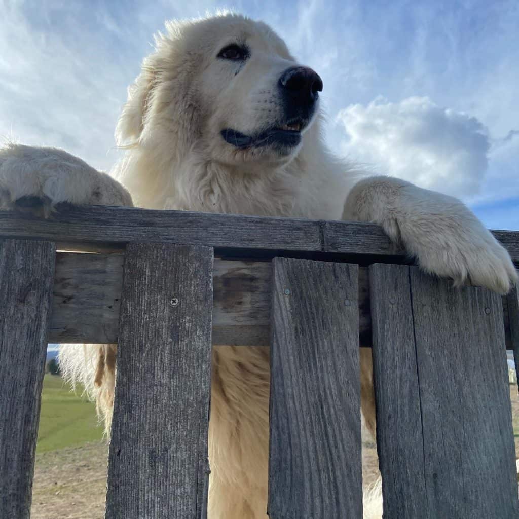 Dalyn's lovely white dog