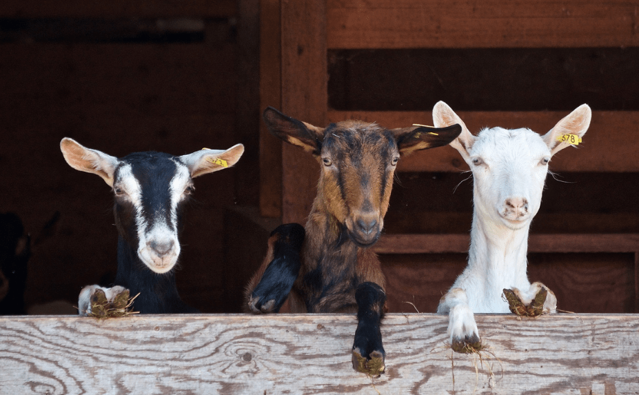 goats on a fence