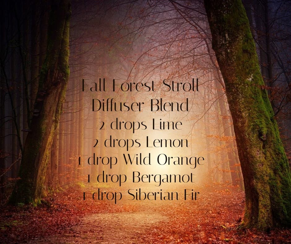 forest with sunlight