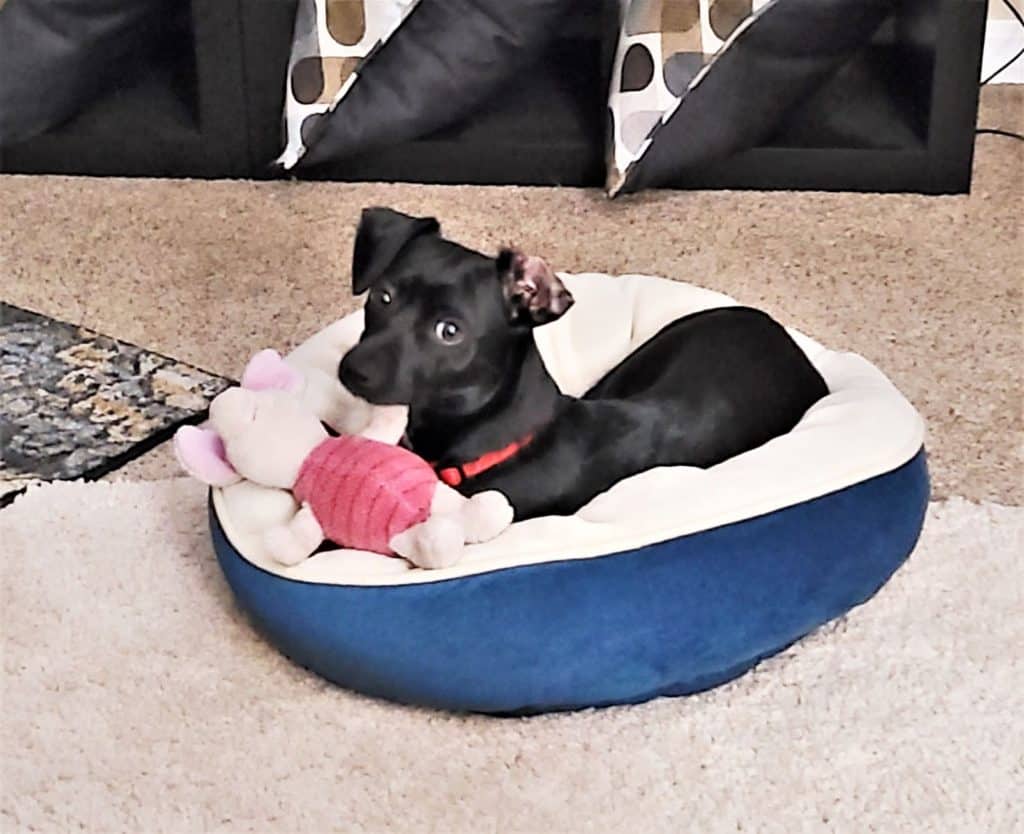 Black puppy in dog bed