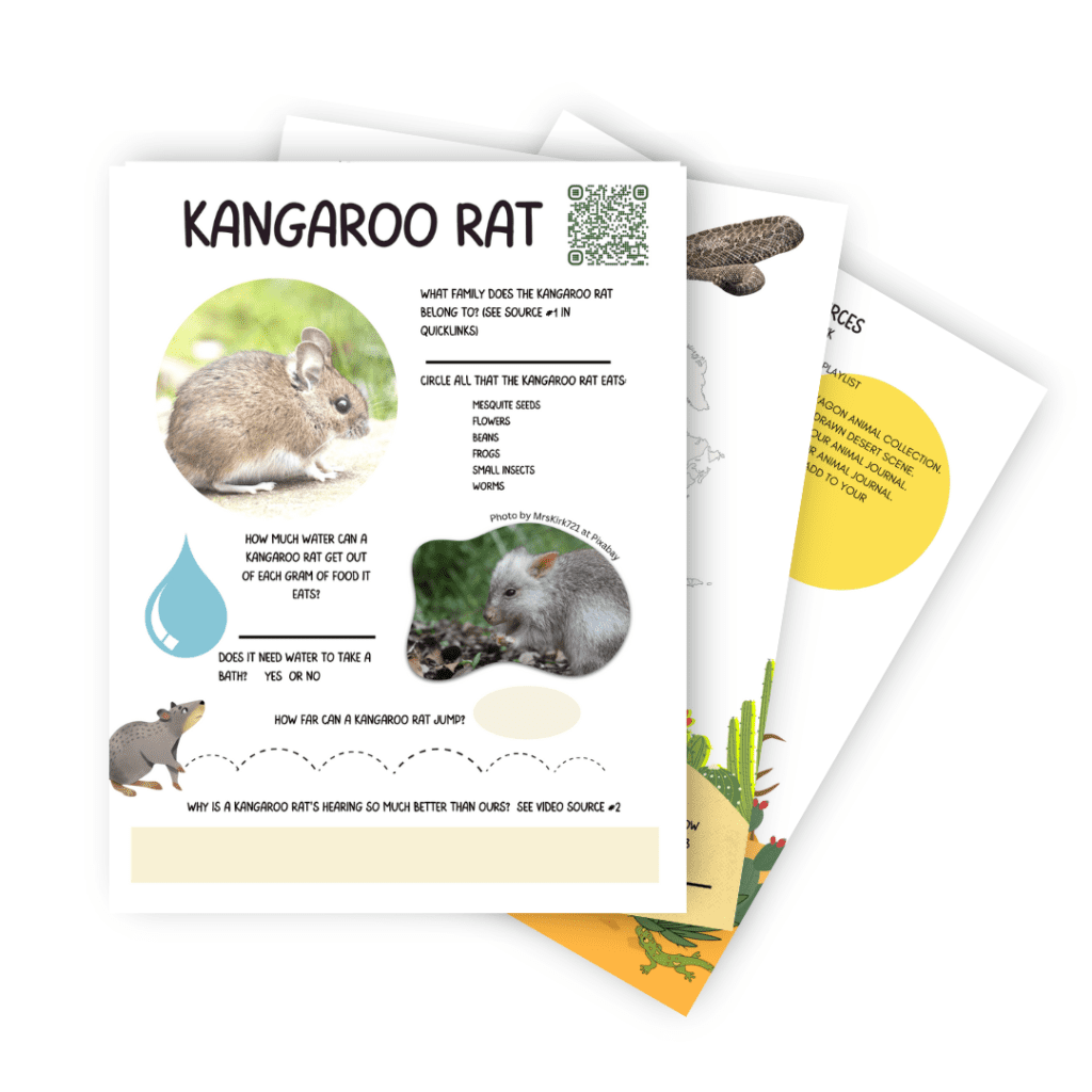 Kangaroo Rat animal study sample