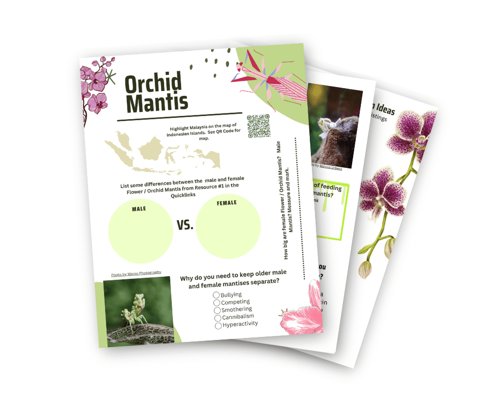 Orchid Mantis animal study unit sample