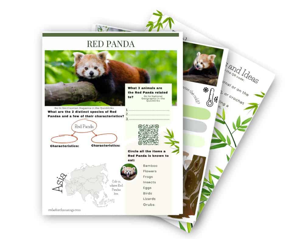 Red Panda animal study page samples