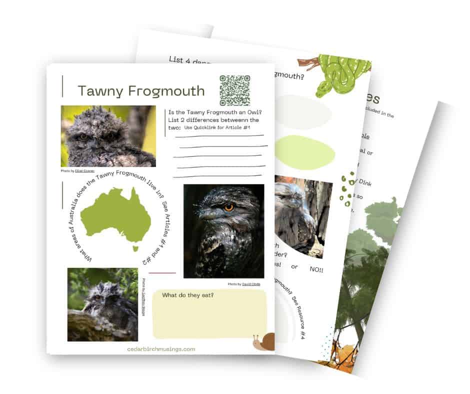 Tawny Frogmouth unit sample