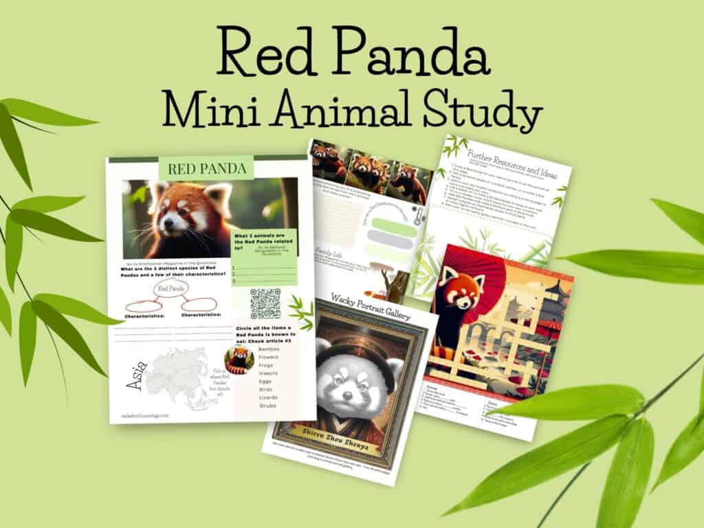 Red Panda Unit study