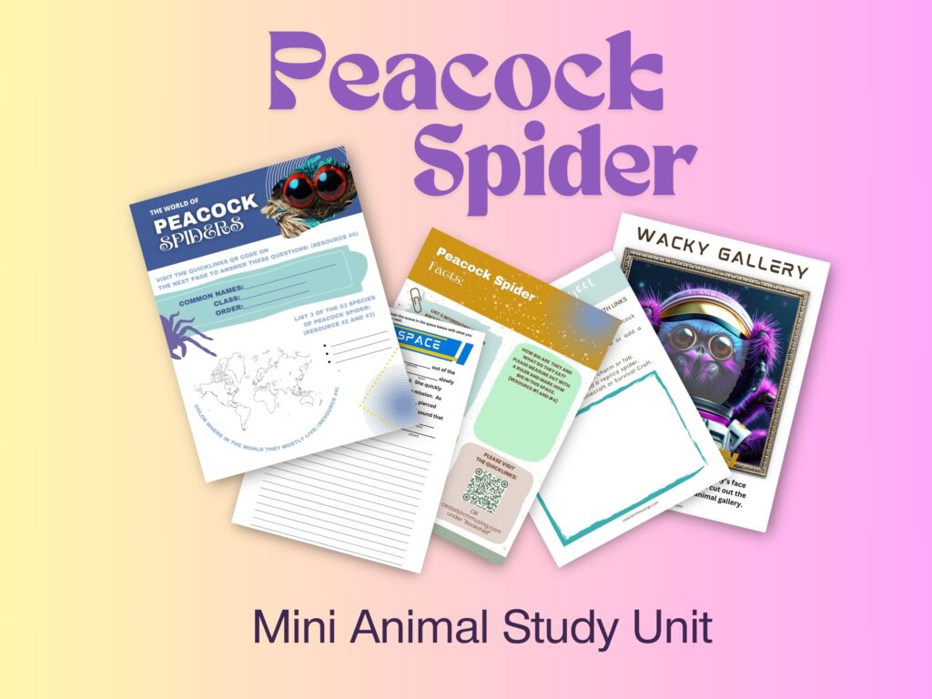 Peacock Spider unit study