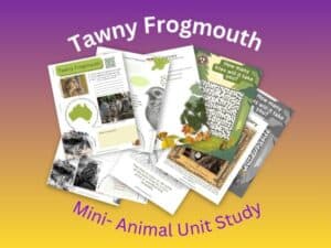 Tawny Frogmouth unit study