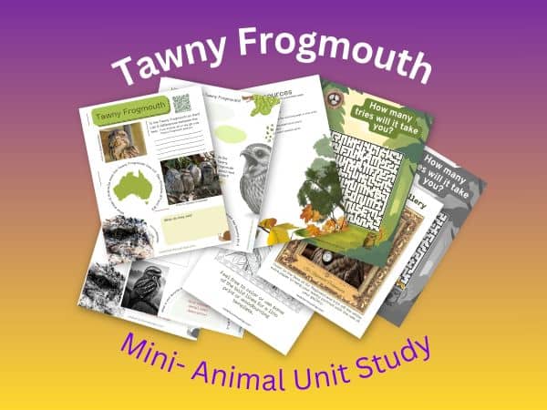 Tawny Frogmouth unit study